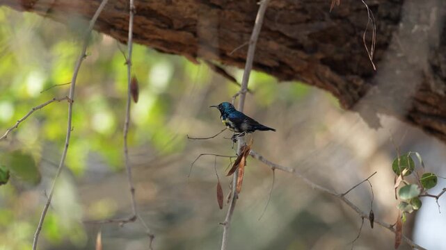 View of a small dark sunbird perched on a thin branch under a large tree trunk with green foliage in the background in Karnal, Haryana, India.