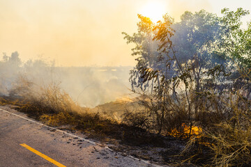 Fototapeta premium Burning dry grass producing heavy smoke beside rural road