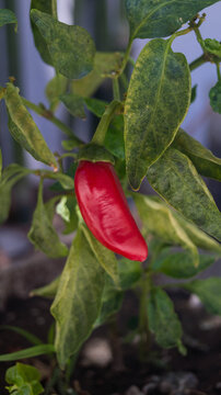 Based on its appearance, this is likely a Serrano pepper or a Jalape&ntilde;o pepper. Taken from Las Pinas, NCR, Philippines.