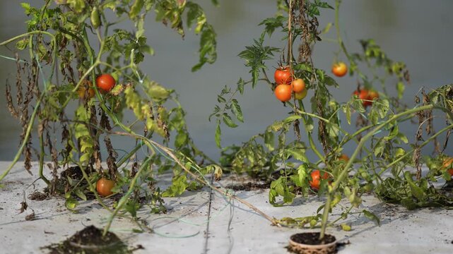 View of ripe red and orange tomatoes growing on green plants on a concrete surface in a rooftop garden in Karnal, Haryana, India.