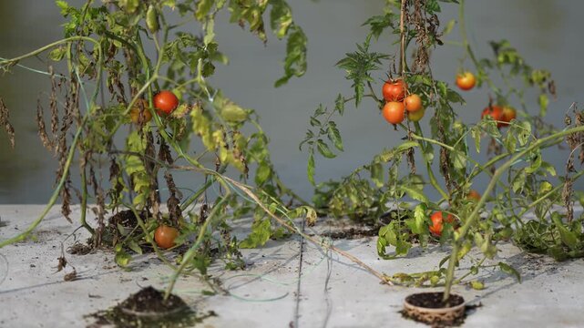 View of cherry tomato plants with ripe red fruits and green leaves growing on a concrete surface near water in Karnal, Haryana, India.