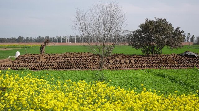 View of traditional cow dung cakes drying in a rural field with yellow mustard flowers and trees under a clear sky in Karnal, Haryana, India.