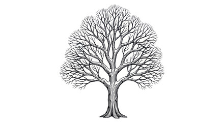 Bare Tree Silhouette, Winter Season, Detailed Branches, Isolated on White © Salak