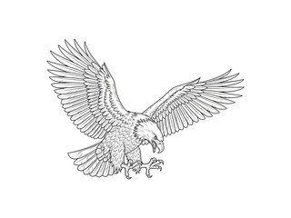 Fototapeta premium Detailed line art rendering of a bald eagle in flight with wings spread