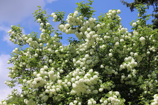 Viburnum opulus Roseum. White balls of blooming snowball bush.