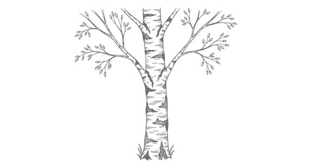 Birch Tree Sketch with Delicate Branches and Leaves © udin