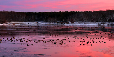 Flock of geese under vivid sunset at Rock Cut State Park in Illinois © Wirepec