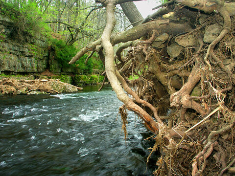 Erosion undercuts the Apple River bank in northern Illinois