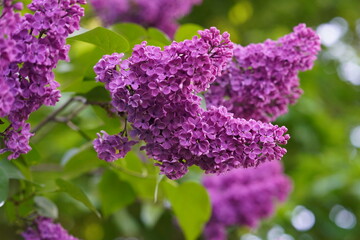 Obraz premium Close Up of Common Lilac (Syringa vulgaris) Blossoms in Spring