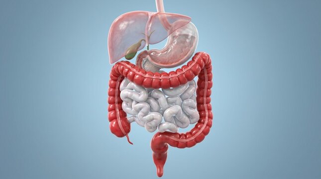 3D Anatomy Illustration Human Digestive System Anatomy Illustration