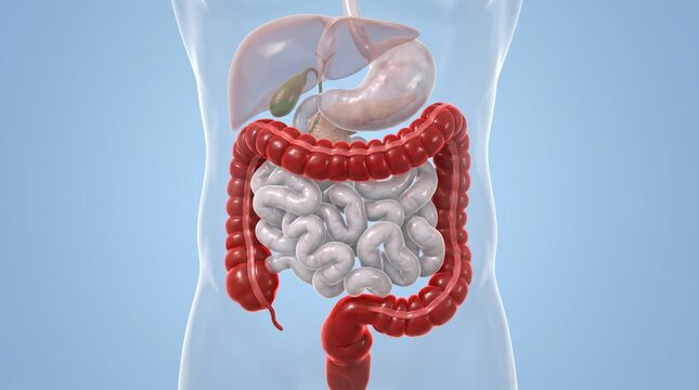 3D Anatomy Illustration Human Digestive System Anatomy Illustration