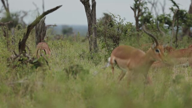 View of an impala with large horns standing in the tall grass of Kruger National Park with dry trees in the background Skukuza, Mpumalanga, South Africa.