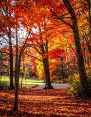 Obraz premium A serene autumn scene with a winding path through a forest