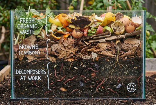 Visible decomposition process in compost bin showing fresh materials