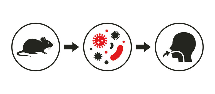 Vector illustration of Hantavirus transmission from rodents to humans infection