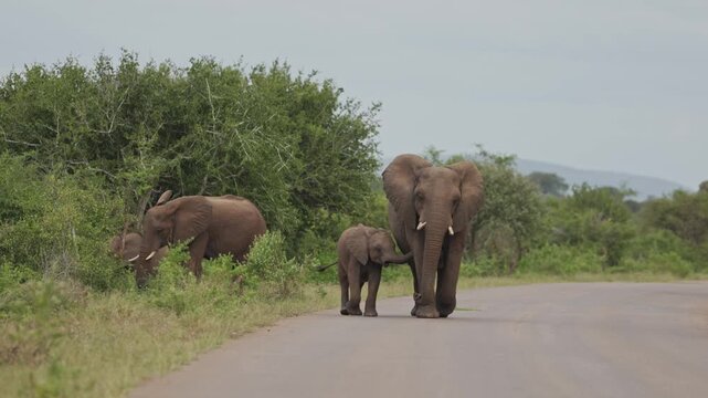 View of a family of African elephants including a calf walking along a paved road through the lush bushveld of Kruger National Park Skukuza, Mpumalanga, South Africa.