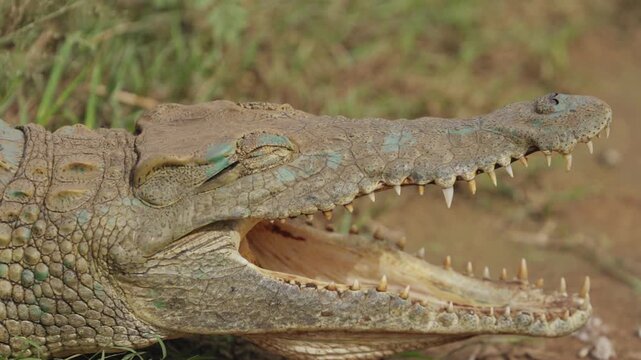 View of a crocodile with its mouth wide open showing sharp teeth in Kruger National Park, Skukuza, Mpumalanga, South Africa.