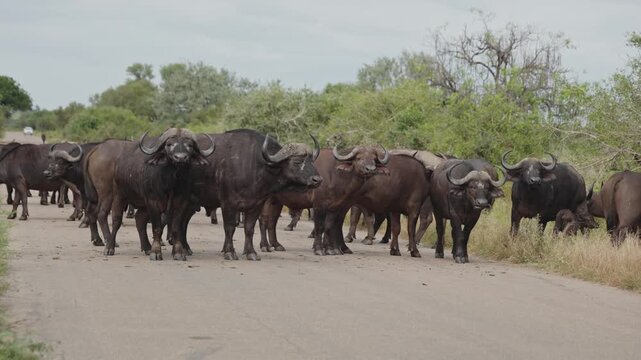 View of a large herd of African buffaloes crossing a paved road in Kruger National Park, Skukuza, Mpumalanga, South Africa.