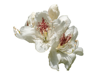 Różanecznik, azalia, rododendron (Rhododendron L.)  © Janusz Lipiński