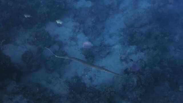 Cornetfish swimming near whitebelly damselfish and jellyfish in Hurghada, Egypt, Red Sea. Calm underwater scene with clear blue water and diverse marine life.