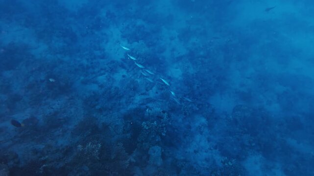 School of Red Sea fusilier fish swimming over a coral reef in Hurghada, Egypt, Red Sea. Wide underwater view with clear blue water and natural marine life scene.