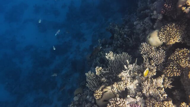 Sailfin surgeonfish swimming over a coral reef in Hurghada, Egypt, Red Sea. Sergeant major, damselfish, butterflyfish, parrotfish and wrasse in clear blue water, rich marine life.