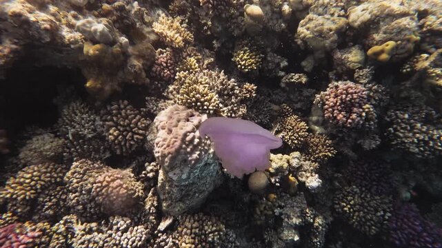 Moon jellyfish drifting over a detailed coral reef in Hurghada, Egypt, Red Sea. Acropora, Porites and Pocillopora corals with sulphur damselfish in clear blue water.