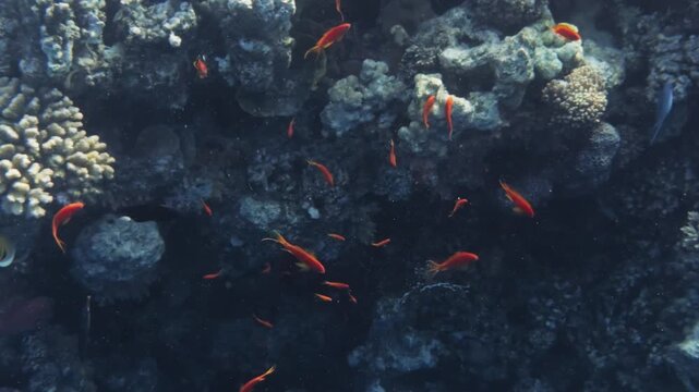 School of lyretail anthias over coral reef wall in Hurghada, Egypt, Red Sea. Chromis, wrasse, angelfish and butterflyfish swimming in clear blue water, rich marine life.