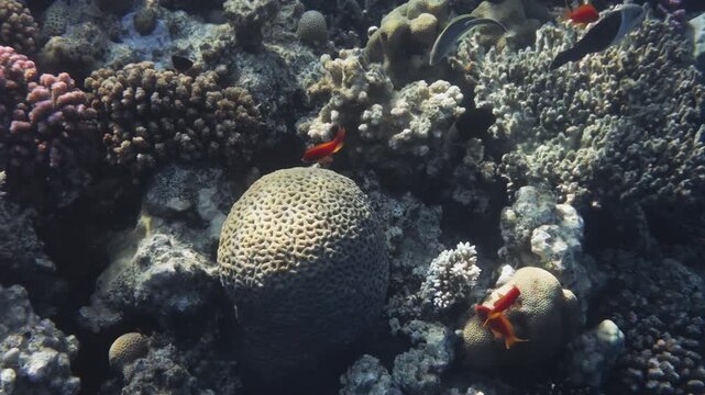 Two-tone bannerfish swimming over coral reef in Hurghada, Egypt, Red Sea. Anthias, damselfish and wrasse around Acropora, Porites, Pocillopora and Favia corals in clear water.