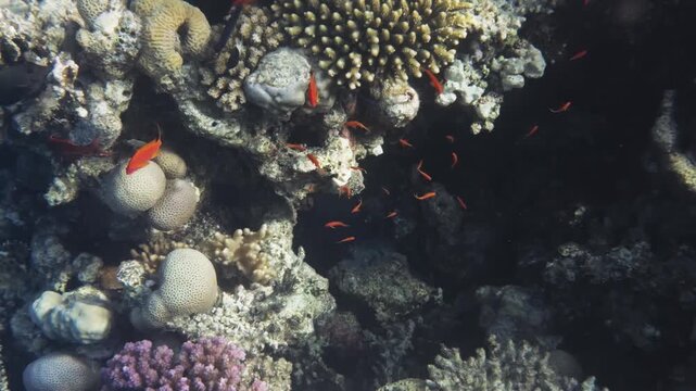School of lyretail anthias in a coral reef cave in Hurghada, Egypt, Red Sea. Brown surgeonfish, chromis and wrasse among Acropora, Porites and Pocillopora corals.