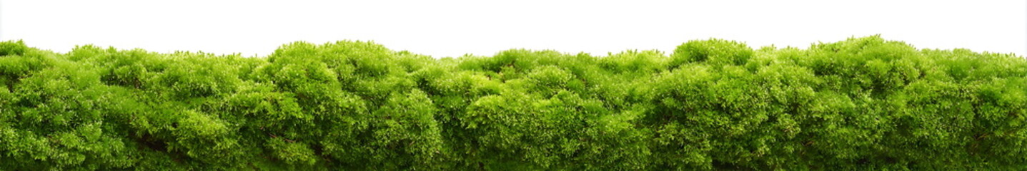 Fototapeta premium green moss isolated on wwhite background