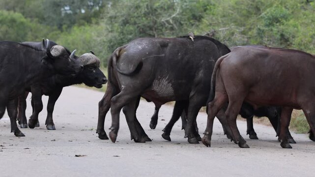 View of a herd of Cape buffaloes walking across a paved road surrounded by lush green bushveld in Kruger National Park, Skukuza, Mpumalanga, South Africa.