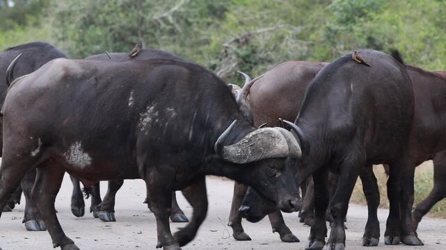 View of Cape buffaloes standing on a road with an oxpecker bird in Kruger National Park Skukuza, Mpumalanga, South Africa.