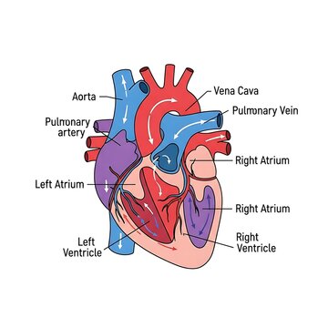 Detailed anatomical diagram of the human heart structure.