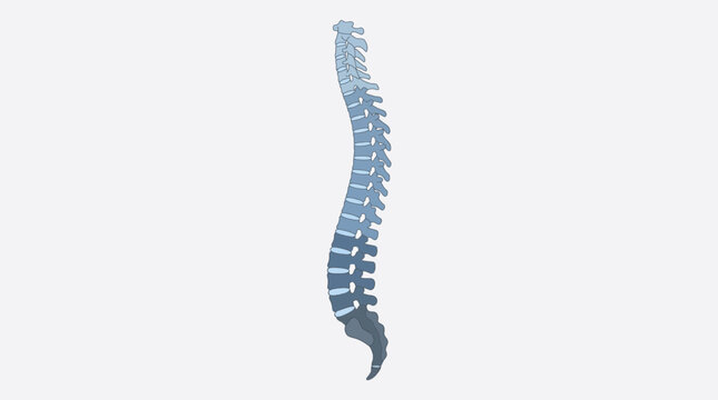 Detailed three-dimensional anatomical illustration of the human spine, showcasing the vertebral column's natural curvature and complex structure for medical education and clinical study