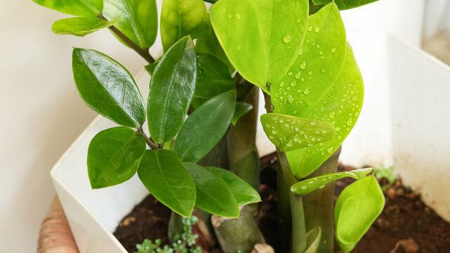 Zamioculcas zamiifolia, house plant minimal decor