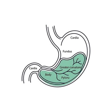 Labeled diagram of human stomach anatomy structure.