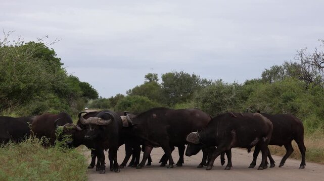View of a large herd of African buffaloes crossing a paved road surrounded by lush green vegetation in Kruger National Park, Skukuza, Mpumalanga, South Africa.