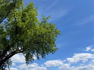 Fototapeta premium Tree green foliage against blue sky with white clouds.