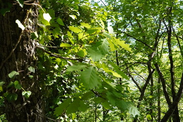 Fototapeta premium Dense foliage with vibrant green leaves fills the forest scene.