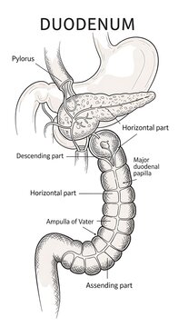 Anatomical diagram of the human duodenum labeled parts.