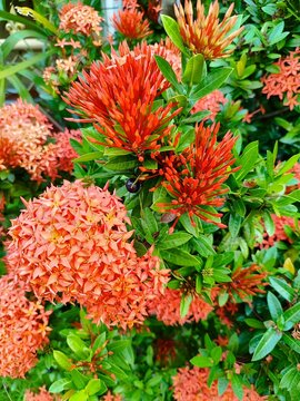Blooming ixora flowers