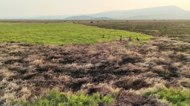 ETHIOPIA: Aerial drone view of a small herd of wild antelopes running in a line across vast green savanna grasslands under a hazy sky, showcasing untouched African wildlife.