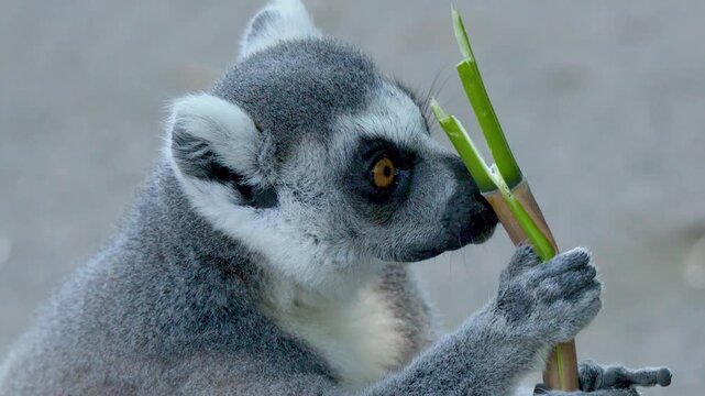Ring-Tailed Lemur Eating Bamboo Branch at Australia Zoo