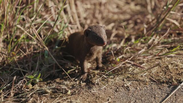 View of a slender mongoose standing alert among dry grass and brown earth in Kruger National Park, Skukuza, Mpumalanga, South Africa.
