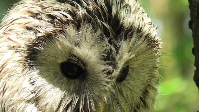 Ural owl perching on a birch tree in the summer forest. Wild bird of prey with patterned feathers observing surroundings. Nature wildlife observation concept