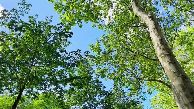 Low Angle View of Green Tree Canopy Against Blue Sky in Paris