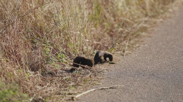 View of two dwarf mongooses foraging in the dry grass along a paved road in Kruger National Park, Skukuza, Mpumalanga, South Africa.