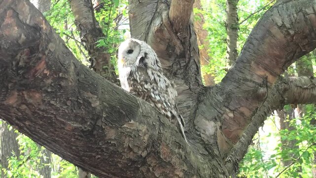 Ural owl perched on thick tree branch in summer forest. Wild bird resting in woodland habitat. Nature observation of predator in deep woods, wildlife behavior