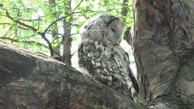 Ural owl perching on thick tree branch within summer forest. Bird of prey sleeping and resting in wild nature. Strix uralensis wildlife habitat observation